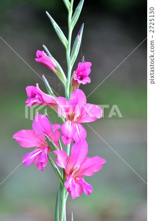 Gladiolus 2725130