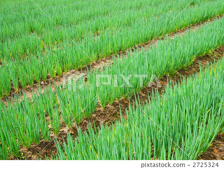 Dian green onion field 2725324