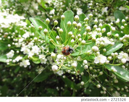 Pilacansa and ladybird 2725326