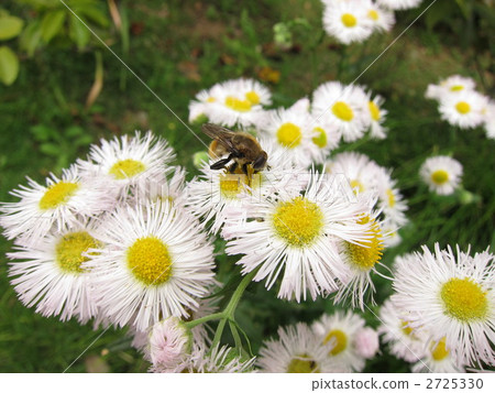 Bees and Haruzion 2725330