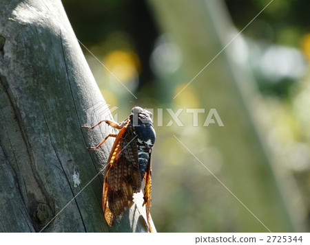 Cicadas 2725344
