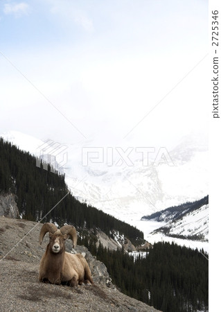 bighorn sheep, tai kok sheep, wildlife 2725346