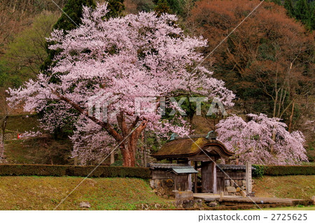 Asakura ruins Karon and cherry blossoms in full bloom 2725625