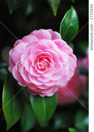 Otome Tsubaki 2725830