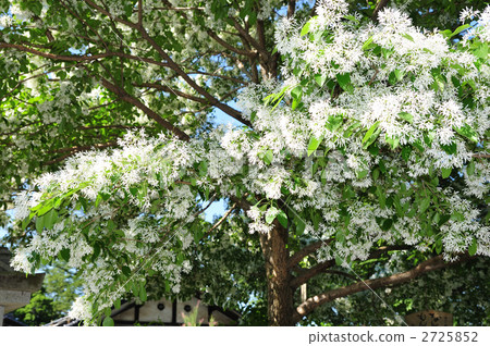 什麼是猴子樹 2725852