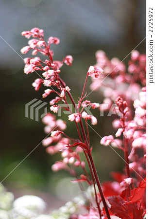 珊瑚鐘 虎耳草科 花朵 2725972