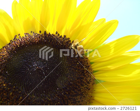 向日葵和蜜蜂 向日葵和蜜蜂 2726121