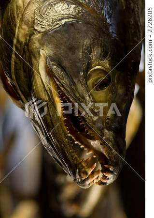 荒牧鮭魚 頭 頭部 2726205