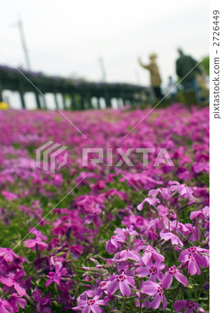 鳥羽的蘑菇櫻花 2726449