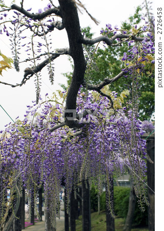 Toba no Fuji noda fuji 2726458