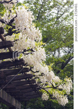 Toba wisteria Yamahaji Toba wisteria Yamahaji 2726481