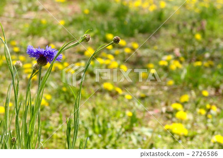April Yagurumagiku · Asteraceae 46 April Yagurumagiku · Asteraceae 46 2726586