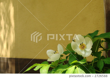 April Yamasakiyaku · Buttercup family 08 2726588