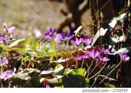 April Southern California cucumber and caterpillar family 30 group birthplace 2726597