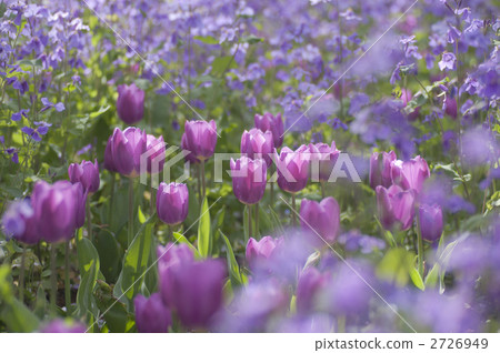 鬱金香 花園 百合科 2726949