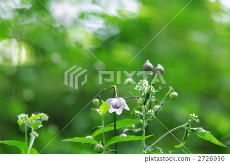 假海葵 花朵 花 2726950