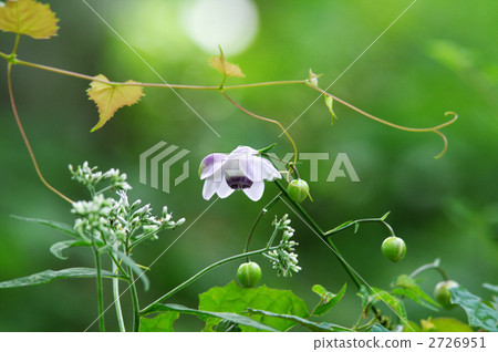 假海葵 多年生植物 多年草 2726951
