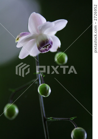 false anemone, bloom, blossom 2726952