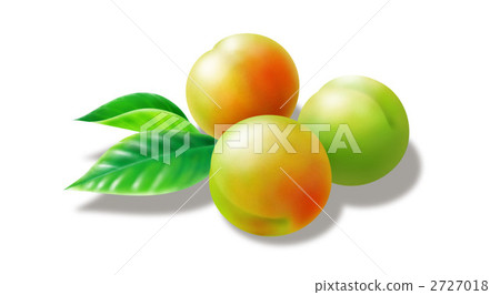 梅花果實(2) 梅花果實(2) 2727018