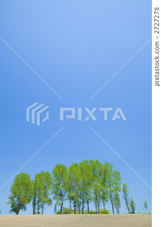 白楊樹在藍天下 2727278
