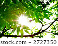 light  2727350