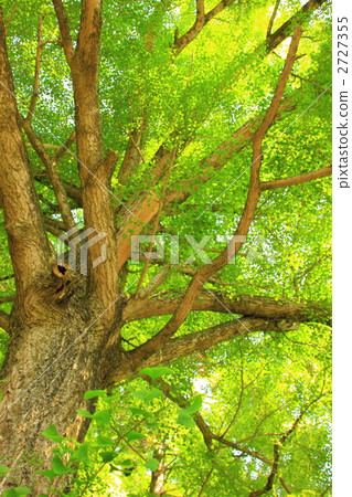 ginkgo, tamba city, branch 2727355