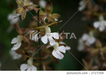 Ebinet 003 Ebinet 003 2727389