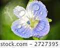 blue flower	 2727395