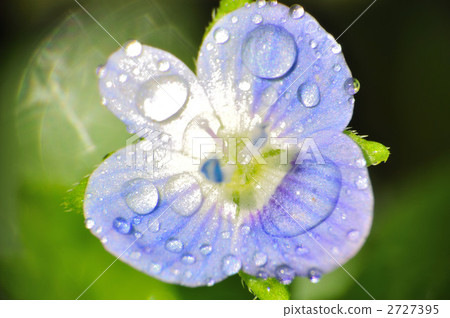 藍色的花 2727395