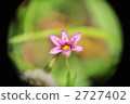 Purple flower 2727402