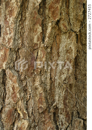 bark, tree bark, texture 2727455