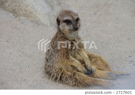 狐獴 狐獴 2727601