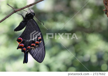 出現後烏鴉的燕尾 2727682