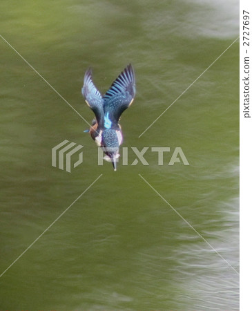 翠鳥的小鳥 2727697