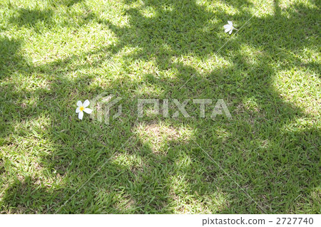 草坪和鮮花 2727740