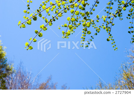 Fresh green of wigs and blue sky 2727904