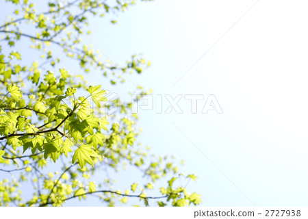 Fresh green and sky of Momigiba fut 2727938
