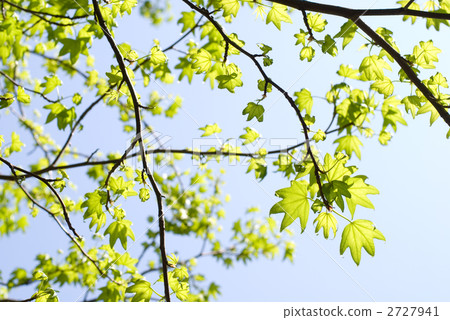 Fresh green and sky of Momigiba fut Fresh green and sky of Momigiba fut 2727941