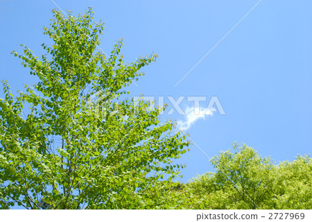 Fresh green of wigs and blue sky 2727969
