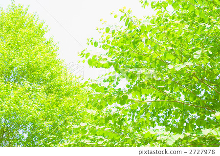 Fresh green of wig Fresh green of wig 2727978