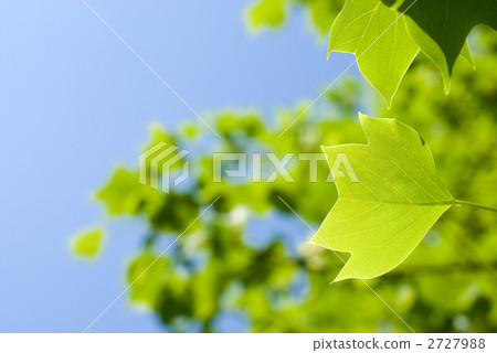 Fresh green and sky in the sky 2727988