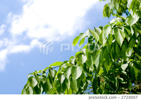 樹冠和藍天的新鮮的綠色 2728007
