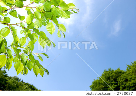 樹冠和藍天的新鮮的綠色 2728027