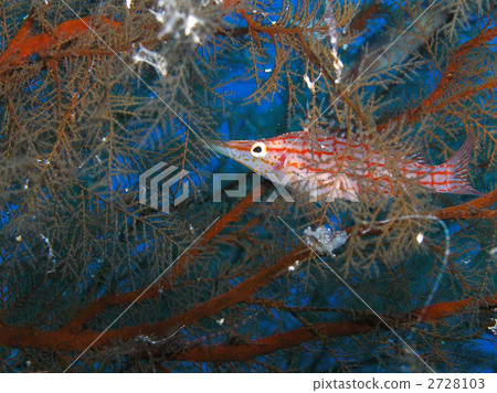 Kudagonbe海上潛水 2728103