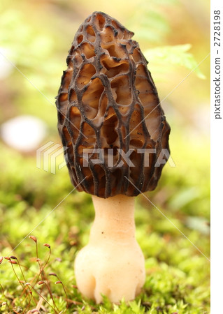 morel, common morel, mushroom 2728198