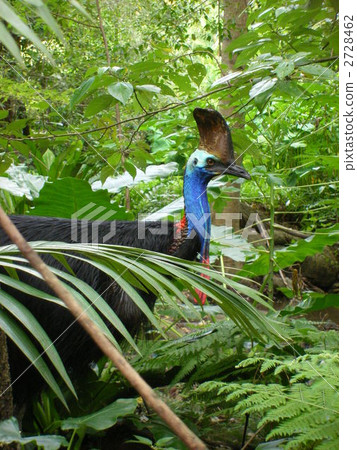 The monster cassowary The monster cassowary 2728462