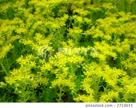 墨西哥Mannungsa 墨西哥Mannungsa 2728655