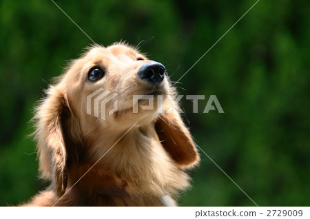 微型達克斯 2729009