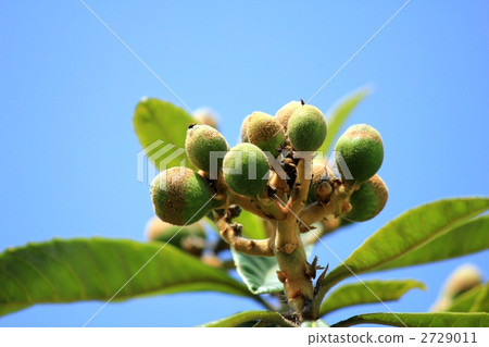 Fruit of loquat Fruit of loquat 2729011