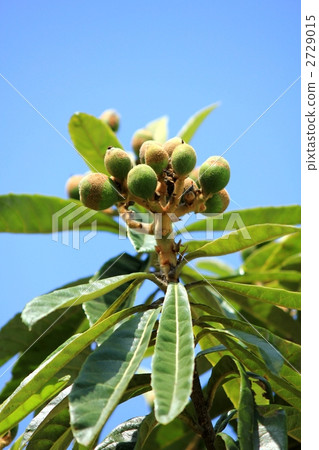 Fruit of loquat 2729015